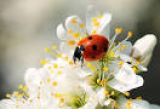 Fruhlingserwachen