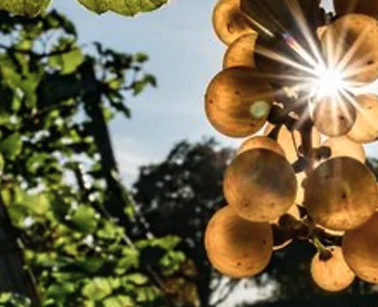 Pulheimer Weinmarkt bietet Genussmomente