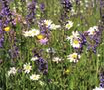 Wildblumen und Wildkräuter für mehr Artenvielfalt