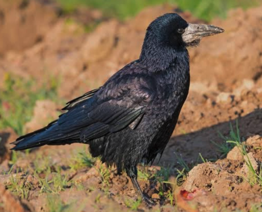 Saatkrähenkolonie: Erste Phase der Vergrämung beginnt