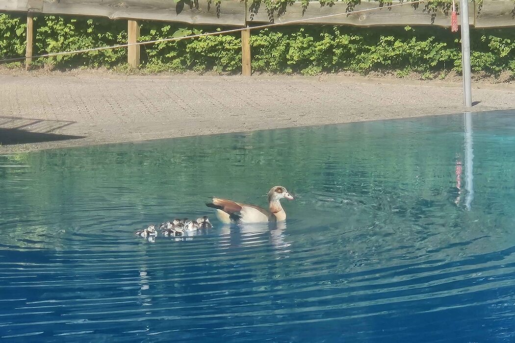 Ungewöhnliche Gäste in der Aquarena Pulheim