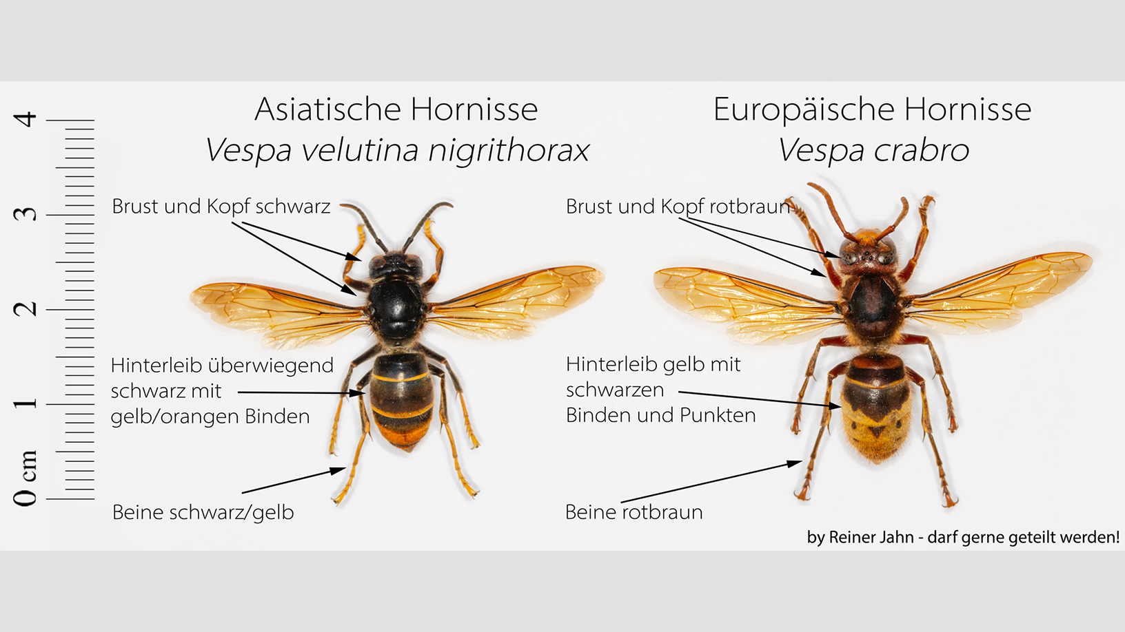 Asiatische Hornisse: Frühe Nestmeldung ist wichtig