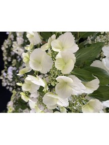 Bild 8 Hydrangea Runaway Bride