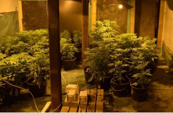 Cannabisplantage Elsdorf