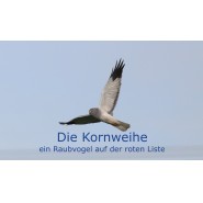 Kornweihe