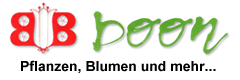 Blumen Boon